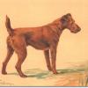 Irish terrier by Maud Earl