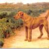 Irish terrier by Maud Earl