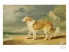 James Ward   rough coated collie 1809