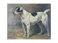 John emms a jack russell 1892