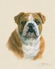 Judy Gibson   née en 1946  English bulldog