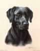 Judy Gibson  Labrador