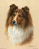 Judy Gibson  Née en 1946   Sheltie