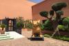 Julien  Marinetti     1967-       bouledogue français jardin de l'hôtel La Mamounia à Marrakech