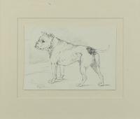 Landseer