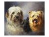 Lilian Cheviot   A tibetan a cairn and a silky terrier