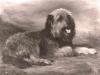 Lilian Cheviot  1876-1936   A young bearded collie in a landscape