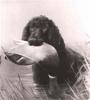 Lilian Cheviot   An irish water spaniel with a duck