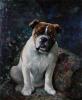 Lilian Cheviot  1876-1936   Boodles a bulldog