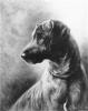 Lilian Cheviot  1876-1936   Head of a brindle great dane