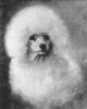 Lilian Cheviot  1876-1936   Lady Yules favorite poodle Fifi