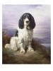 Lilian Cheviot  1876-1936  Royal a tri colour working springer spaniel