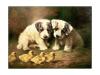 Lilian Cheviot  1876-1936   Sealyham puppies and ducklings