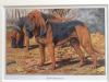 Louis-Agassiz Fuertes    1874-1927    Blood hound