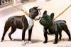 Louis-Agassiz Fuertes    1874-1927    Boston terrier and French bulldog