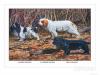 Louis-Agassiz Fuertes   1874-1927   Cocker spaniel clumber spaniel and field spaniel