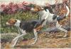 Louis-Agassiz Fuertes    1874-1927   American fox hounds
