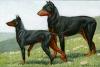 Louis-Agassiz Fuertes    1874-1927   Manchester terrier and Dobermann