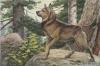Louis-Agassiz Fuertes    1874-1927   Norvegian elkhound