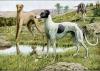 Louis-Agassiz Fuertes    1874-1927    Greyhound