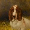 Maud Earl a basset hound