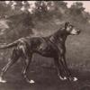 Maud Earl a brindled great dane in a landscape