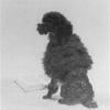 Maud Earl a french poodle 1906
