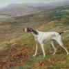 Maud Earl a pointer on a moor 1901