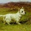 Maud Earl a westhighland terrier