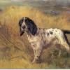 Maud Earl an english setter on point 1936