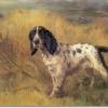 Maud Earl an english setter on point 1936