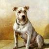 Maud Earl an old fashioned bull terrier 1909