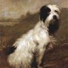 Maud Earl bearded terrier 1882