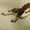 Maud Earl borzoi heads