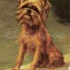 Maud Earl brussells griffon