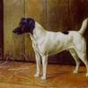 Maud Earl champion dorsay a wire haired fox terrier in a barn 1892