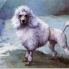 Maud Earl champion poodle nunsoe duc de la terrace of blakeen
