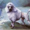 Maud Earl champion poodle nunsoe duc de la terrace of blakeen