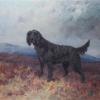 Maud Earl cover point a flat coat retriever on a moor