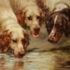 Maud Earl english setters