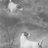 Maud Earl english terriers on the moor