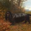 Maud Earl field spaniel