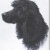 Maud Earl irish water spaniel