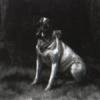 Maud Earl jack russell terrier