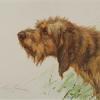 Maud Earl otterhound head study