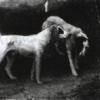 Maud earl pair of smooth fox terriers in an autumn landscape 1899