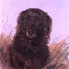 Maud Earl portrait of ben flat coat retriever 1907