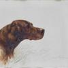 Maud Earl red setter