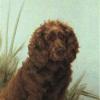 Maud Earl scarab a sussex spaniel 1917