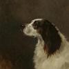 Maud Earl springer spaniel portrait